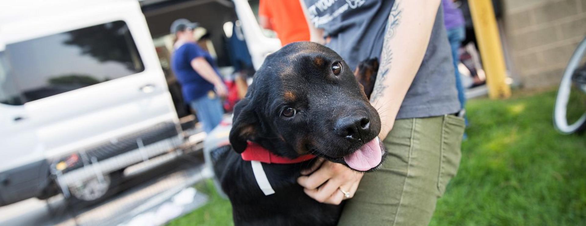 dog jumping up in front of transport van